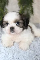 Shihtzu Male #5, a male Shih Tzu for sale in Orlando, FL – 3 of 7