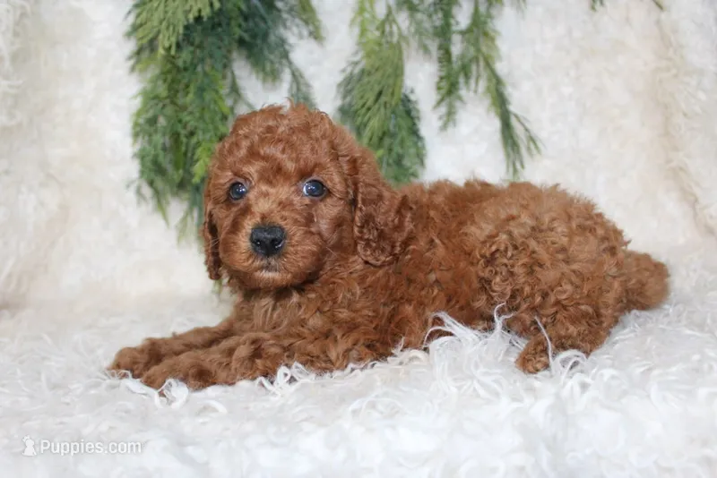 Cavapoo Male #4 – Cavapoo puppy for sale in Orlando, FL