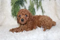 Cavapoo Male #4, a male Cavapoo for sale in Orlando, FL – 1 of 3