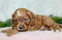 Cavapoo Female #2, a female Cavapoo for sale in Orlando, FL – 3 of 5