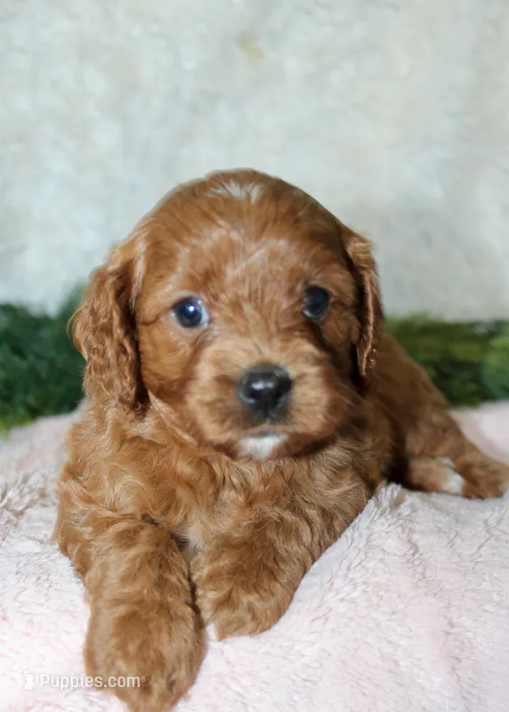 Cavapoo Female #1 – Cavapoo puppy for sale in Orlando, FL