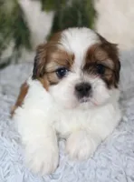 Male Shihtzu #3, a male Shih Tzu for sale in Orlando, FL – 3 of 6