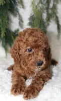 Cavapoo Male #2, a male Cavapoo for sale in Orlando, FL – 3 of 4