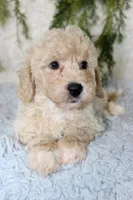 Bichpoo Male #1, a male Bichpoo for sale in Orlando, FL – 3 of 5