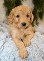 F1B Mini Male #4, a male Miniature Goldendoodle for sale in Orlando, FL – 4 of 4