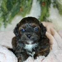 Shihpoo Female #1, a female Shihpoo for sale in Orlando, FL – Photo 1 of 6