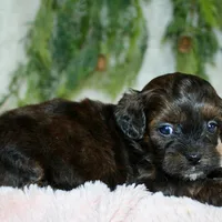 Shihpoo Female #1, a female Shihpoo for sale in Orlando, FL – Photo 2 of 6