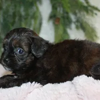 Shihpoo Female #1, a female Shihpoo for sale in Orlando, FL – Photo 4 of 6