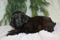 Shihpoo Female #1, a female Shihpoo for sale in Orlando, FL – Photo 4 of 6