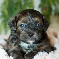 Shihpoo Female #1, a female Shihpoo for sale in Orlando, FL – Photo 3 of 6