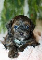 Shihpoo Female #1, a female Shihpoo for sale in Orlando, FL – Photo 3 of 6