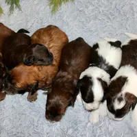 Shihpoo Female #1, a female Shihpoo for sale in Orlando, FL – Photo 6 of 6