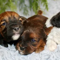 Shihpoo Female #1, a female Shihpoo for sale in Orlando, FL – Photo 5 of 6
