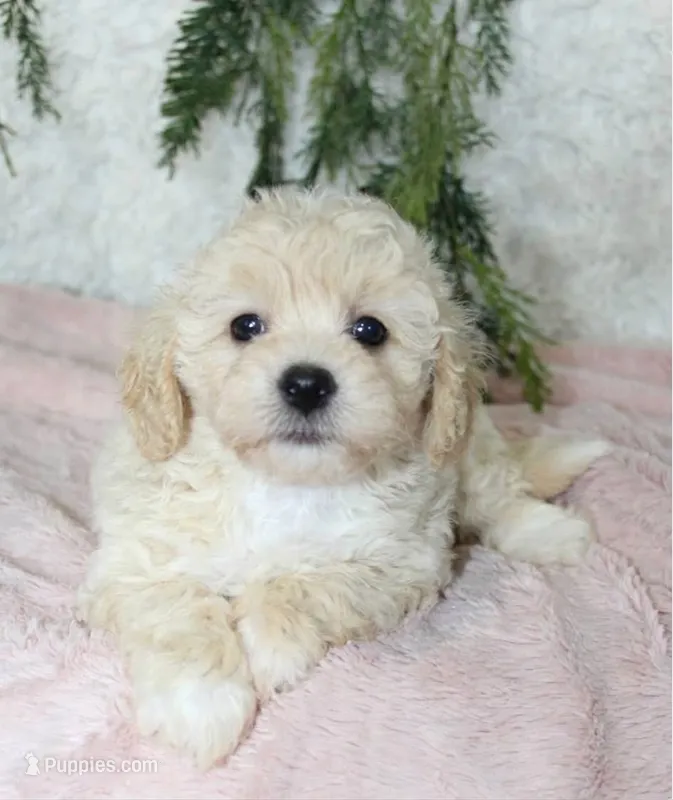 Bichpoo Female #1 – Bichpoo puppy for sale in Orlando, FL
