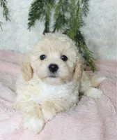 Bichpoo Female #1, a female Bichpoo for sale in Orlando, FL – 1 of 3