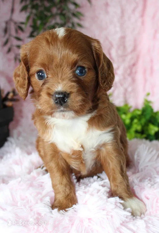 Cavapoo Female #3 – Cavapoo puppy for sale in Orlando, FL