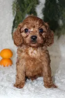 F1B Cavapoo Male #2, a male Cavapoo for sale in Orlando, FL – 3 of 4