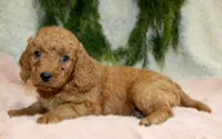 F1B Mini Female #3, a female Miniature Goldendoodle for sale in Orlando, FL – 2 of 4