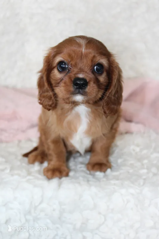 Cavalier Female #1 – Cavalier King Charles Spaniel puppy for sale in Orlando, FL