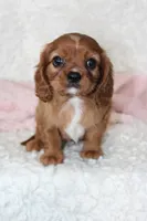 Cavalier Female #1, a female Cavalier King Charles Spaniel for sale in Orlando, FL – 1 of 4