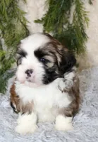 Male Shihtzu #2, a male Shih Tzu for sale in Orlando, FL – 2 of 5