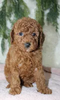 Mini Poodle Female #2, a female Poodle - Miniature  for sale in Orlando, FL – 2 of 3