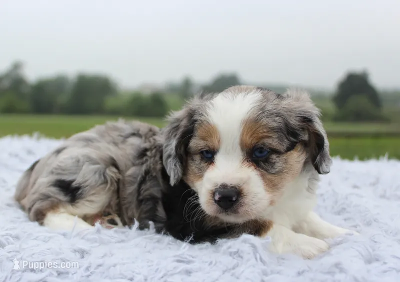 Toy Aussiedoodle Male #3 – Miniature Aussiedoodle puppy for sale in Orlando, FL