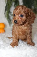 F1B Cavapoo Male #3, a male Cavapoo for sale in Orlando, FL – 4 of 4