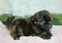 Shihpoo Female #2, a female Shihpoo for sale in Orlando, FL – Photo 1 of 2