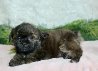 Shihpoo Female #2, a female Shihpoo for sale in Orlando, FL – Photo 2 of 2