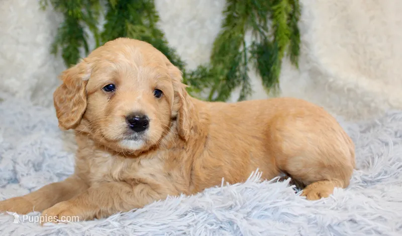 F1B Mini Male #5 – Miniature Goldendoodle puppy for sale in Orlando, FL