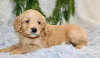 F1B Mini Male #5, a male Miniature Goldendoodle for sale in Orlando, FL – 1 of 4