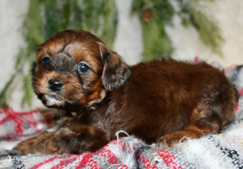 Shihpoo Male #1, a female Shihpoo for sale in Orlando, FL – Photo 1 of 7