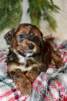 Shihpoo Male #1, a female Shihpoo for sale in Orlando, FL – Photo 5 of 7