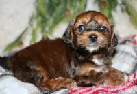 Shihpoo Male #1, a female Shihpoo for sale in Orlando, FL – Photo 2 of 7