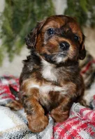 Shihpoo Male #1, a female Shihpoo for sale in Orlando, FL – Photo 4 of 7