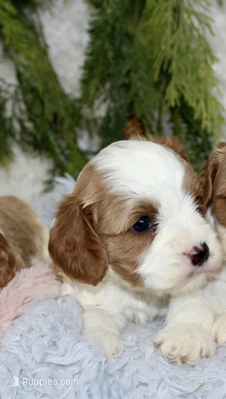 Cavapoo Male #1 – Cavapoo puppy for sale in Orlando, FL