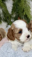 Cavapoo Male #1, a male Cavapoo for sale in Orlando, FL – 1 of 3