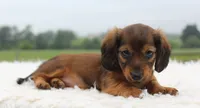 Mini Dachshund Female #1, a female Miniature Dachshund for sale in Orlando, FL – 2 of 5