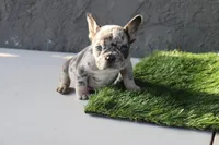 Frenchie female, a female French Bulldog for sale in Los Angeles, CA – 5 of 6