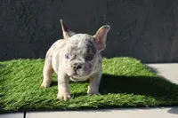 French bulldog male, a male French Bulldog for sale in Los Angeles, CA – 2 of 5