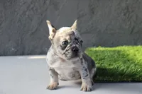Frenchie female, a female French Bulldog for sale in Los Angeles, CA – 4 of 6