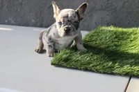 Frenchie female, a female French Bulldog for sale in Los Angeles, CA – 3 of 6