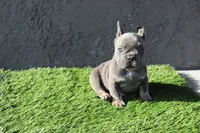 Frenchie female, a female French Bulldog for sale in Los Angeles, CA – 2 of 4