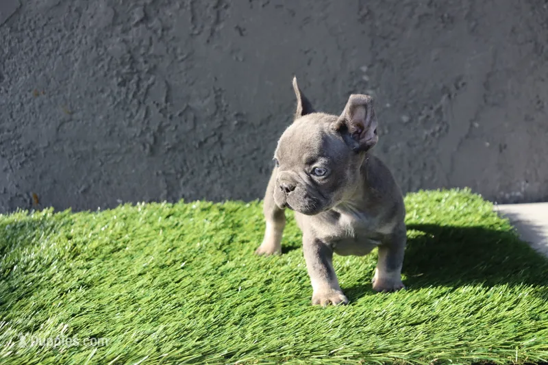 Frenchie female – French Bulldog puppy for sale in Los Angeles, CA