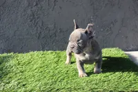 Frenchie female, a female French Bulldog for sale in Los Angeles, CA – 1 of 4