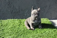 Frenchie female, a female French Bulldog for sale in Los Angeles, CA – 3 of 4