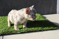 French bulldog male, a male French Bulldog for sale in Los Angeles, CA – 3 of 5