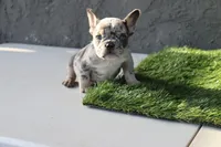 Frenchie female, a female French Bulldog for sale in Los Angeles, CA – 2 of 6