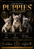 Frenchie female, a female French Bulldog for sale in Los Angeles, CA – 4 of 4